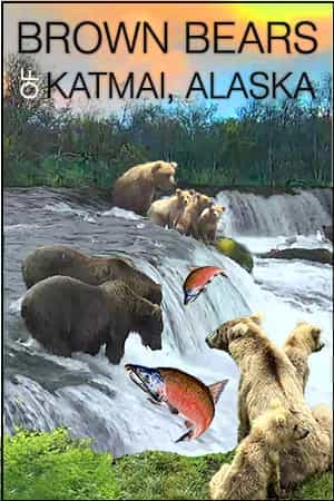 Brown Bears
