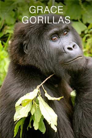 GRACE Gorillas
