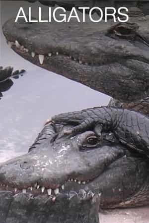 Alligators