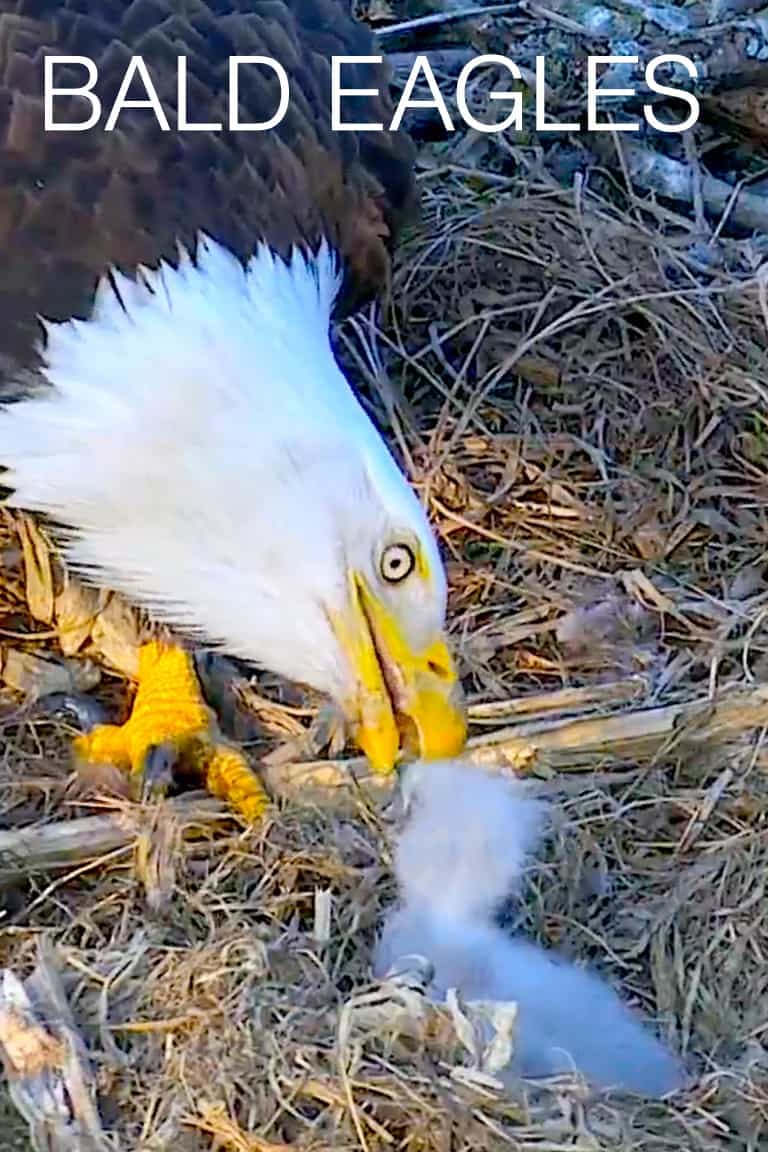 Bald Eagles