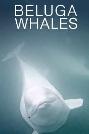 Beluga Whales