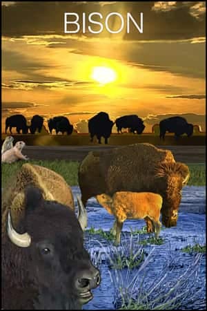 Bison