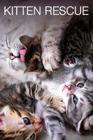 Kitten Rescue