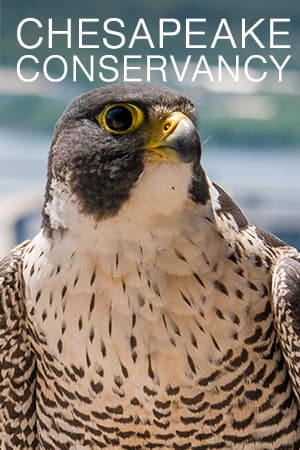 Chesapeake Conservancy