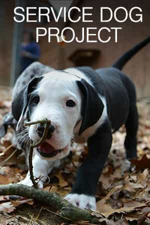 Service Dog Project