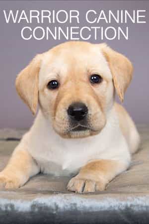 Warrior Canine Connection
