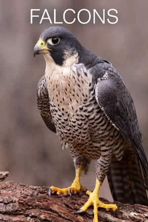 Falcons
