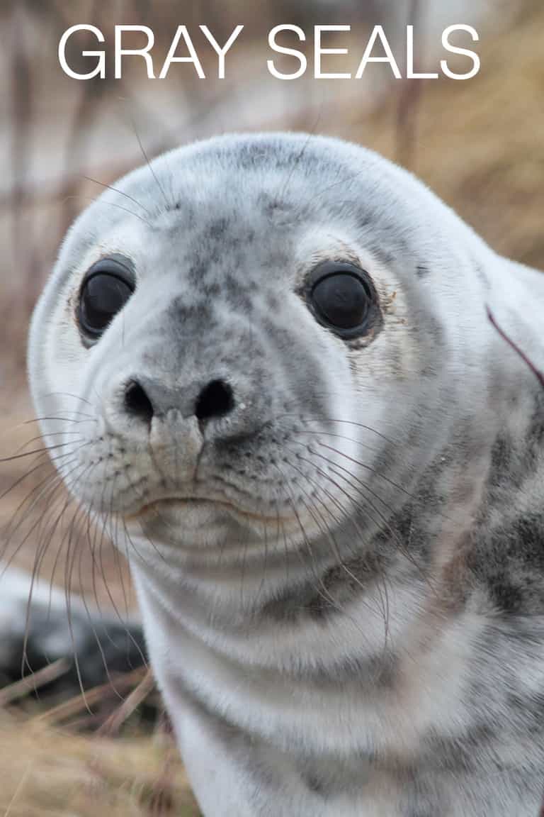 Gray Seals