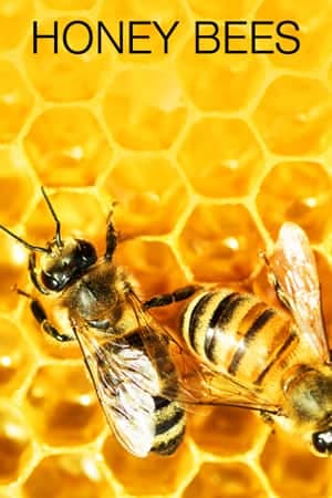 Honey Bees