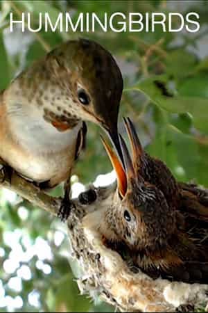 Hummingbirds