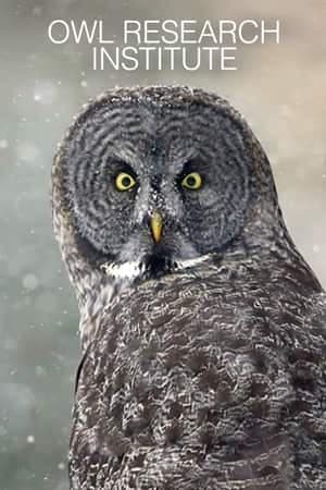 Owl Research Institute 