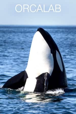 Orcas