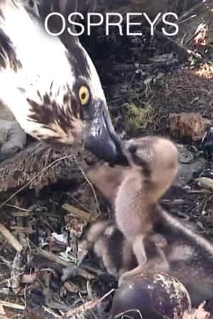 Ospreys
