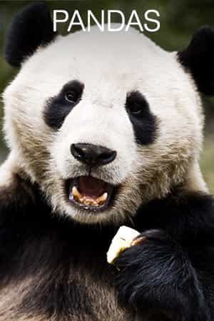 Panda Bears