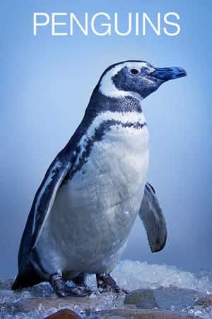 Penguins