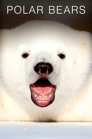 Polar Bears