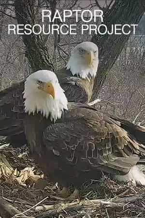Raptor Resource Project