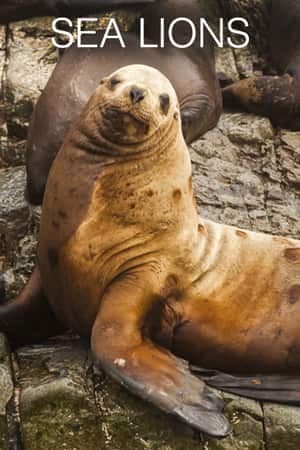 Sea Lions