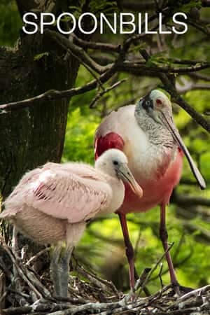 Spoonbills