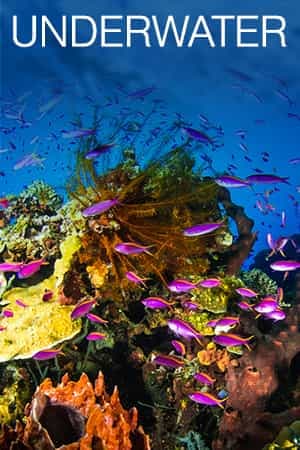 Under The Water