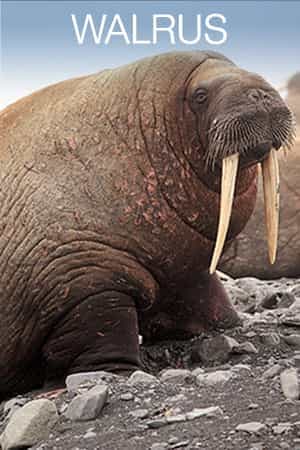 Walrus