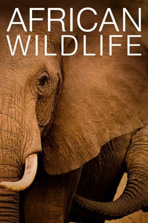 African Wildlife