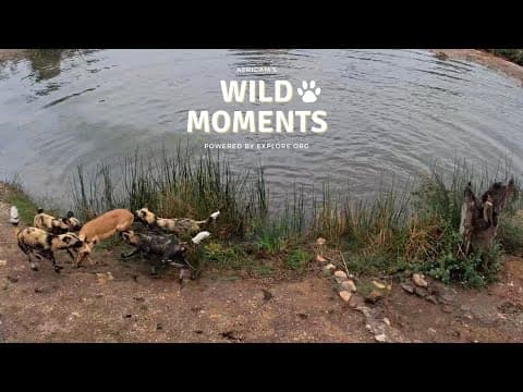 Wild Dog Hunt | Wild Moments