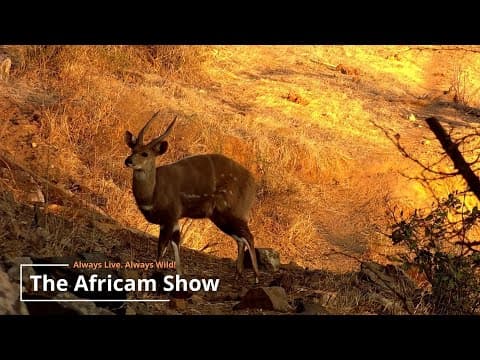 Antelope & Elephants | The Africam Show | July 30
