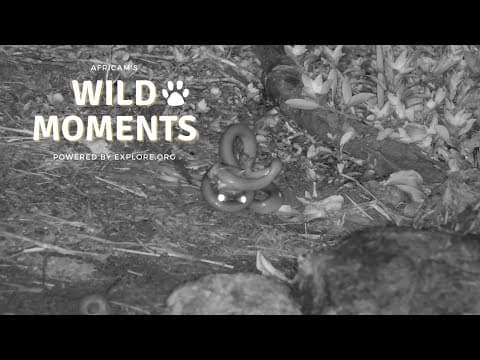 Snakes, Elephants & Giraffe | Wild Moments Show | March 21