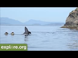 Five Fascinating Facts About Orca Families - Never Stop Learning
