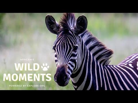 Wild Moments Show 4.26.22