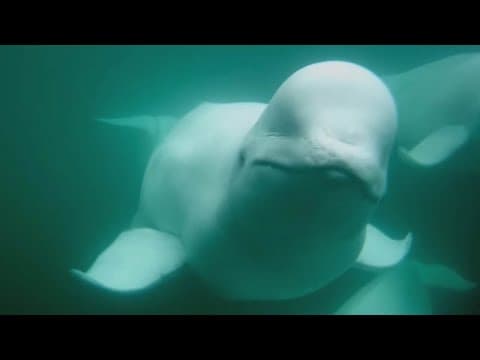 Beluga Boat Underwater Cam 2024 | Highlights