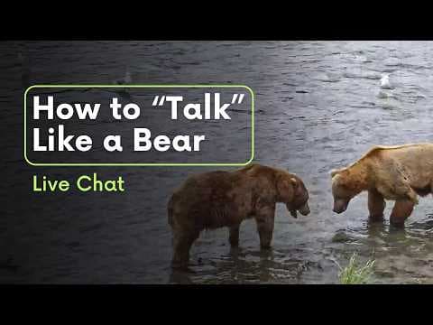 How to "Talk" Like a Bear | Brooks Live Chat
