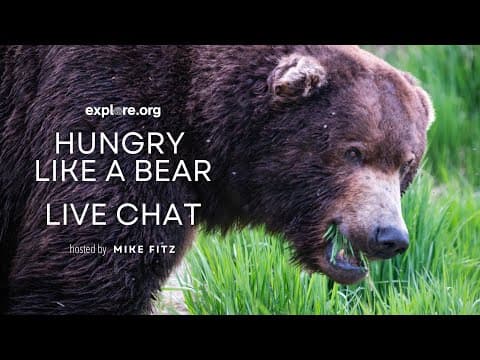 Hungry Like a Bear | Brooks Live Chat