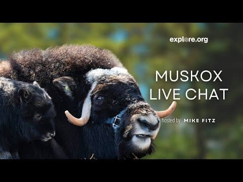 UAF Musk Ox | Explore Live Events