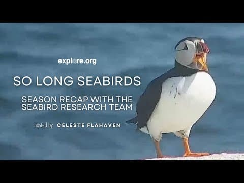 So Long, Seabirds! Season Recap of Seal Island’s Puffin Colony | Explore Live Events