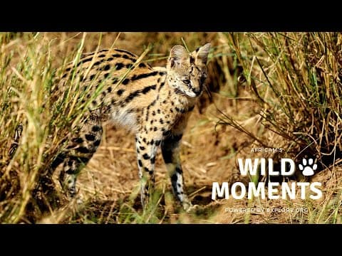 Wild Moments Show 5.5.22
