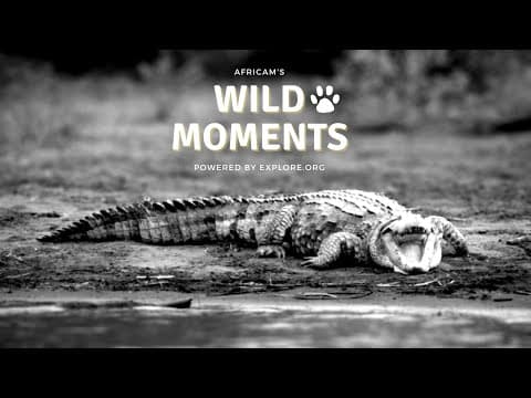 Wild Moments | 10.20.22