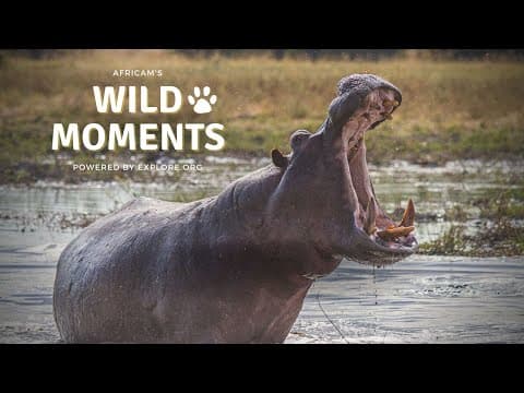 Wild Moments | 11.17.22