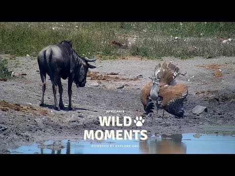 Monty The Python and Awesome Wildlife at Tau | Wild Moments