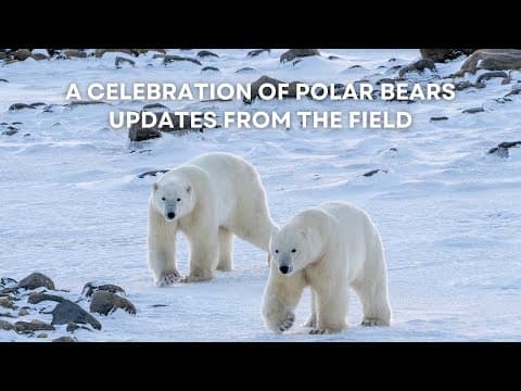 A Celebration of Polar Bears - Updates from the Field | Tundra Connections