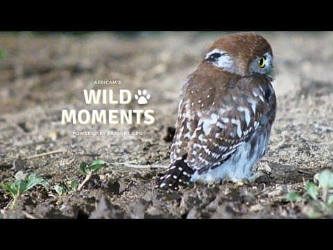 Bird Nests | Wild Moments | January 16