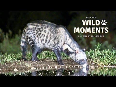 Giraffe, Civets & Comets | Wild Moments | October 3