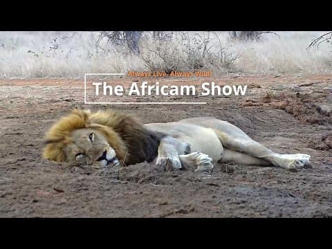 Predators & Herbivores | The Africam Show
