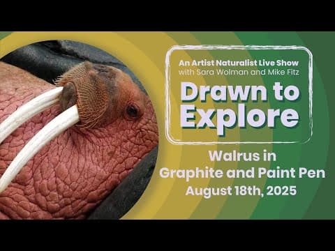 Walrus in Graphite and Paint Pen | Drawn to Explore
