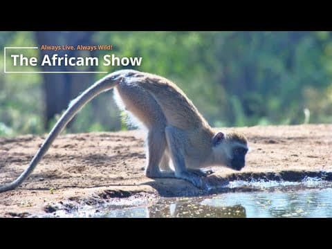 Primates & Pachyderms | The Africam Show | March 4