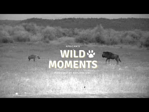 Wildebeest vs Hyena & More | Wild Moments