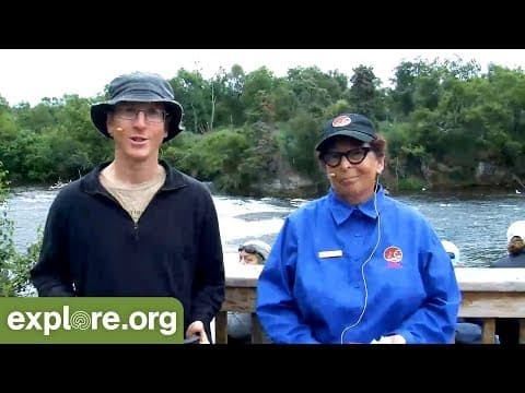 Brooks Falls Bear Hierarchy & Dominance - Live Chat