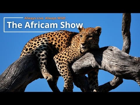 The Africam Show | August 24th
