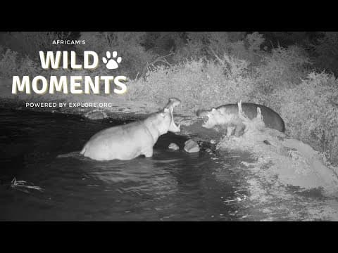 Hippo Fights And Lion Hunts | Wild Moments Show | February 29